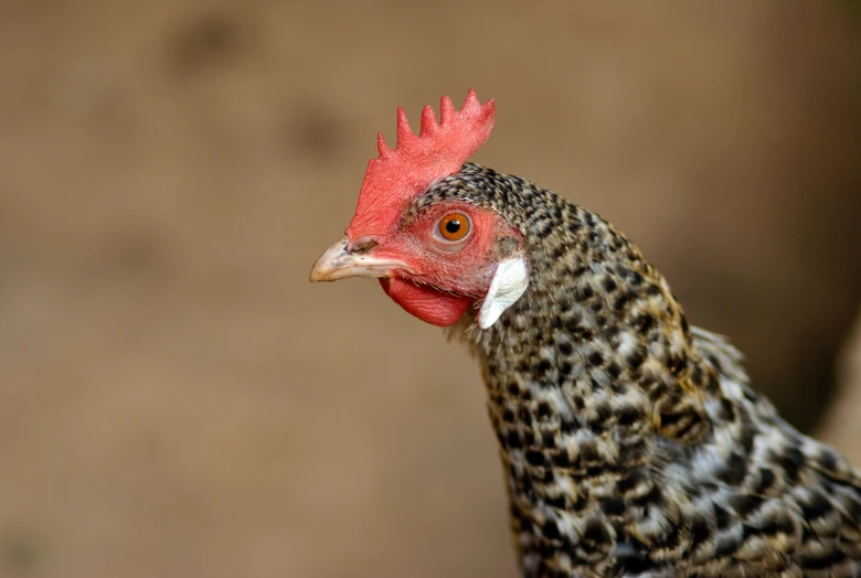 a close up of a red and black rooster with a light grey background