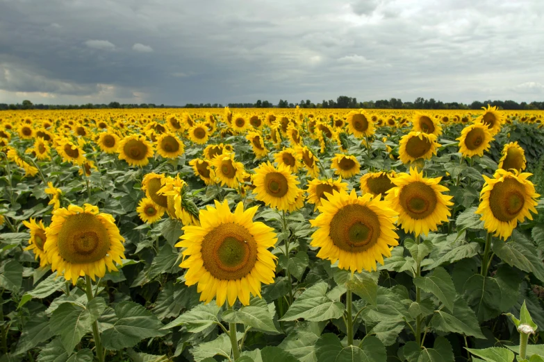 a large field of yellow sunflowers under a cloudy sky