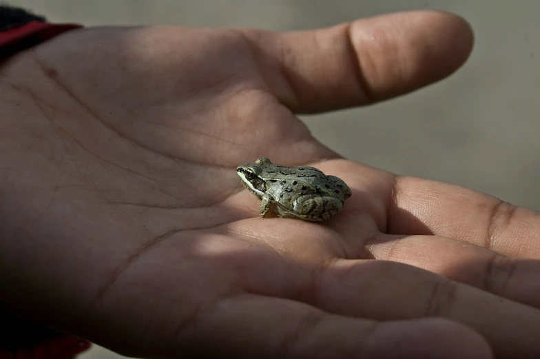 a hand is holding a small frog that is sitting in the palm
