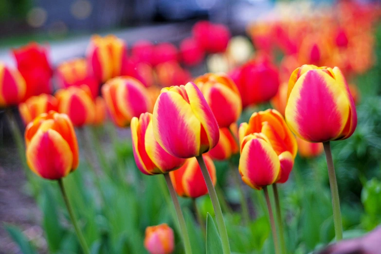 a number of flowers in bloom on a field