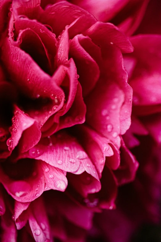 a bright pink rose that is blooming in the sunlight