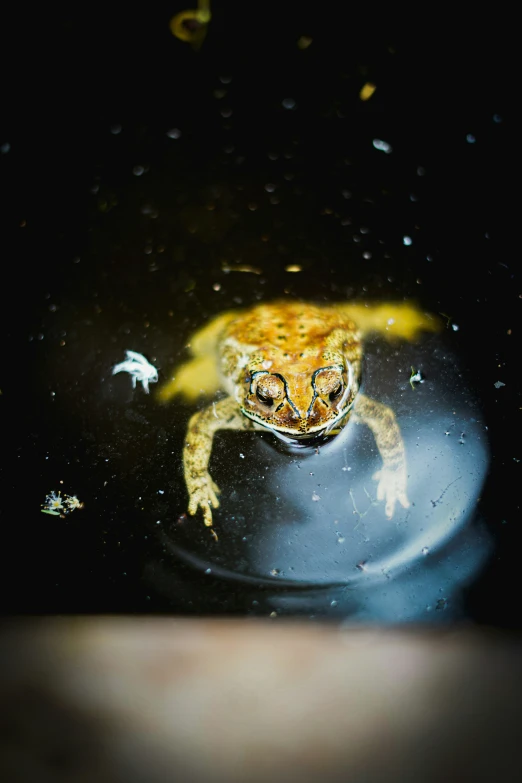 a frog that is sitting on top of water