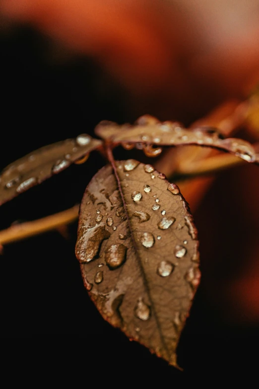 water drops on a leaf while it is still in the sun