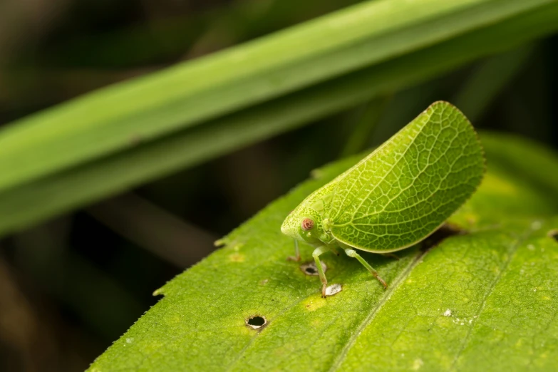 a green insect on a green leaf with many dots