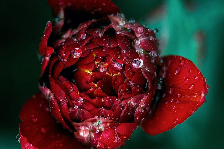 the red flower is covered with rain drops