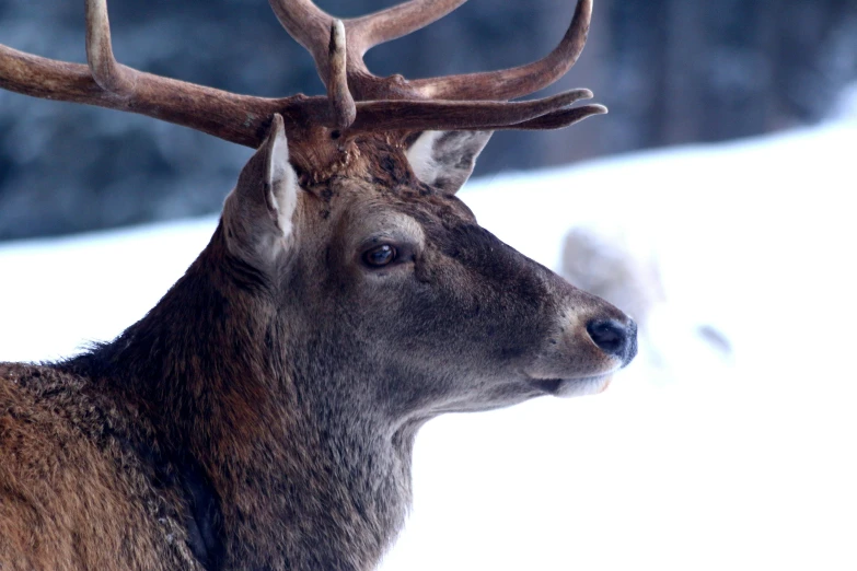 an elk is looking forward in the winter