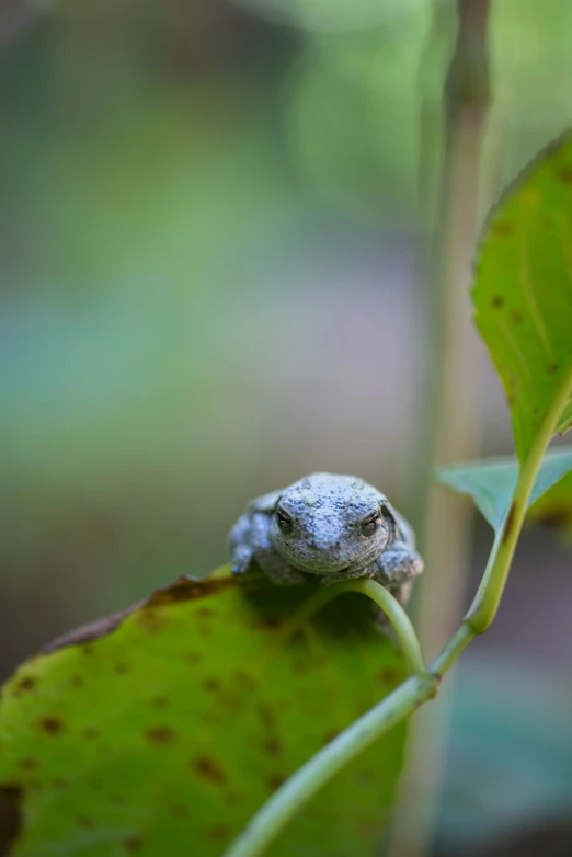 small frog looking out from behind of green leaf