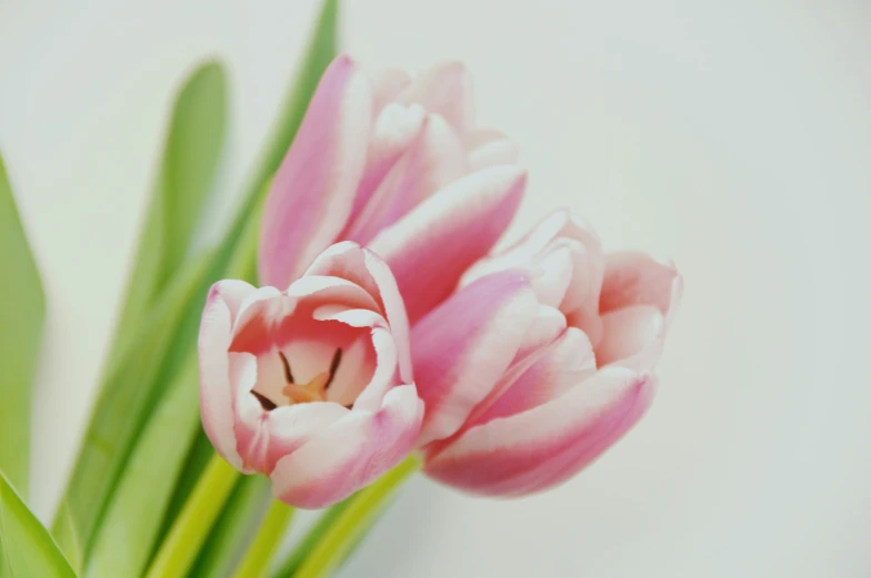 close up of pink tulips with green stems
