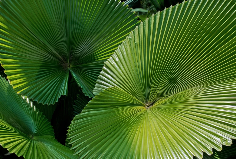 a couple of large green palm leaves next to each other