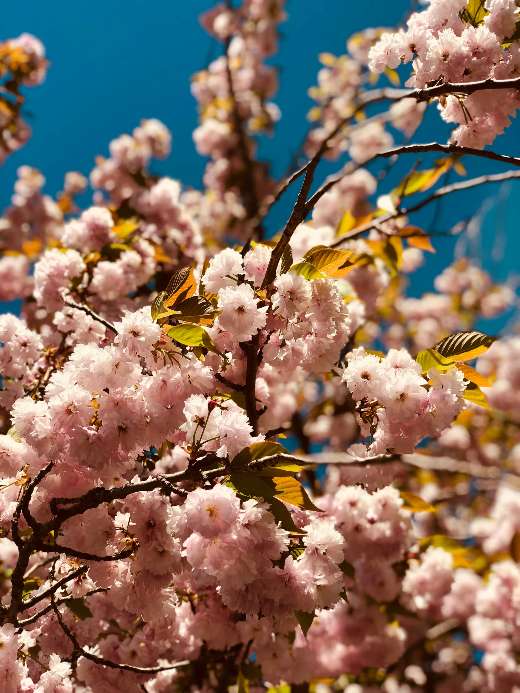 some very pretty pink flowers with yellow leaves