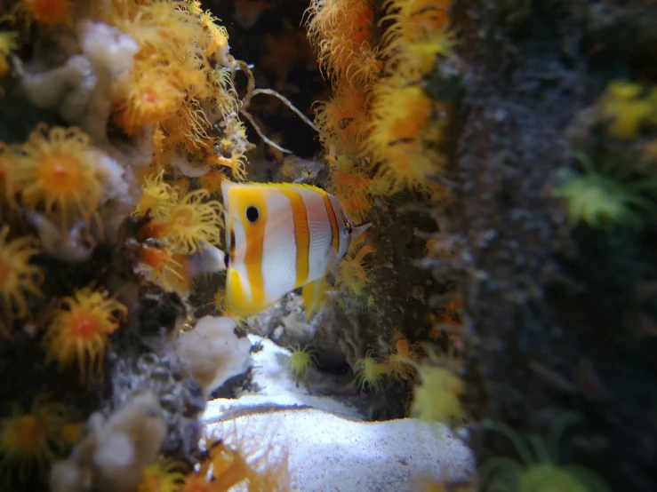 a close up of a fish with an underwater scene in the background