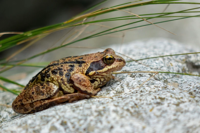 the frog is sitting on the stone next to some grass