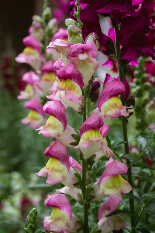 many pink and yellow flowers are next to each other