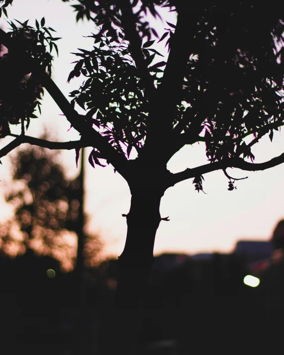 a tree silhouetted against a purple sky at sunset