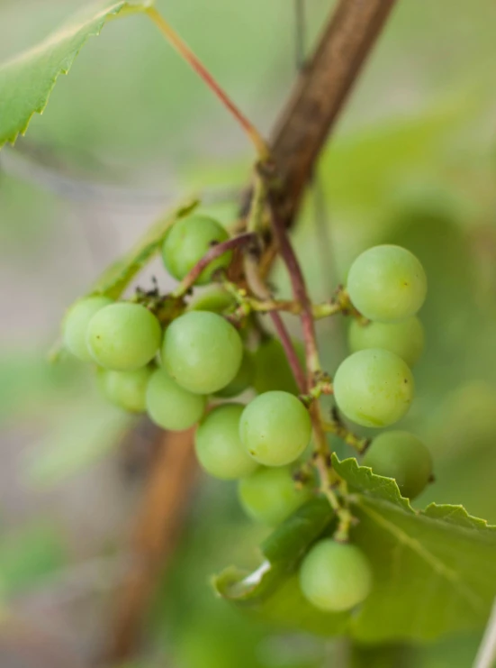 some green fruit hanging from a tree