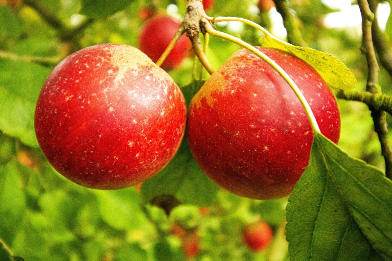 the apples are hanging on the tree ready to be picked