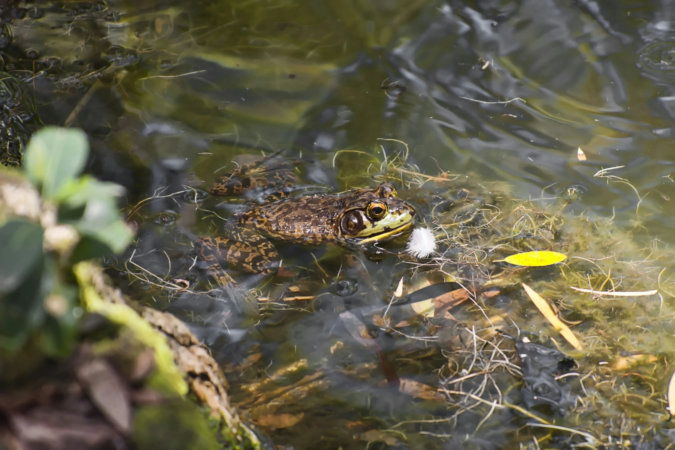 frog sitting in water with its head above the water