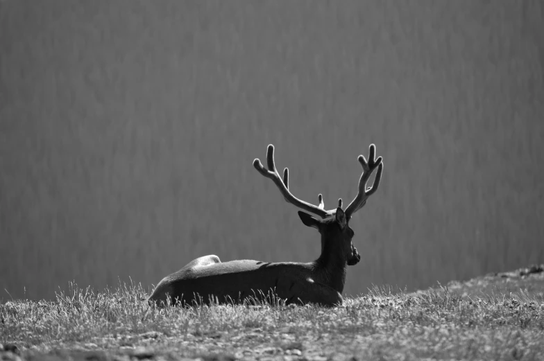 a very large deer laying on top of a grass covered hill