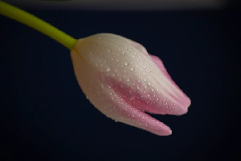 a flower with water droplets on it