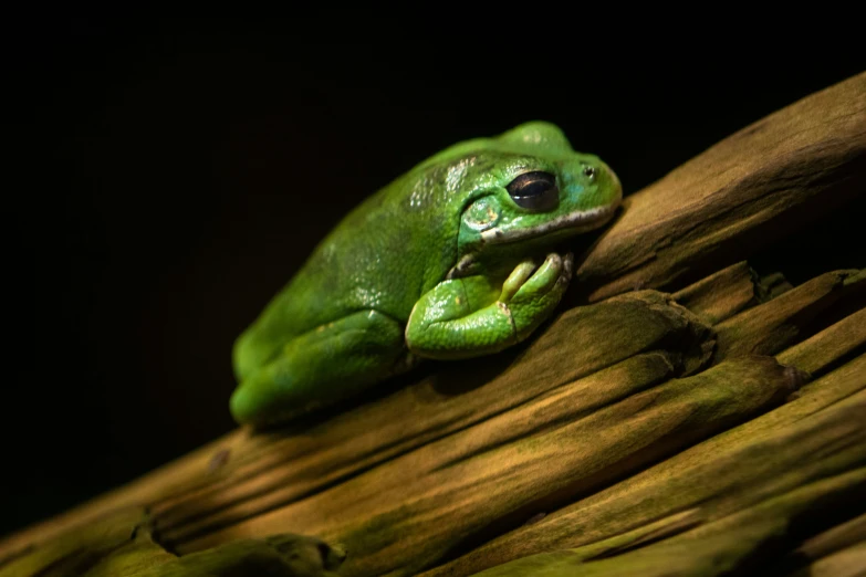 a green frog on a tree nch with its mouth open