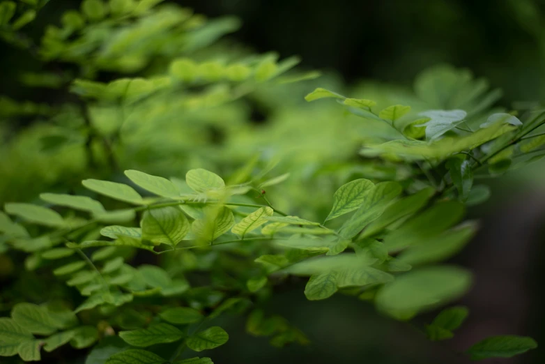 small plants are blooming on the plant, but the leaves are still green