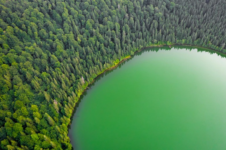 a large green lake surrounded by a forest