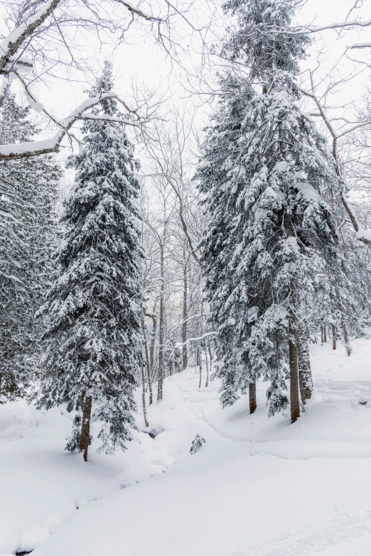 a group of pine trees are covered in snow