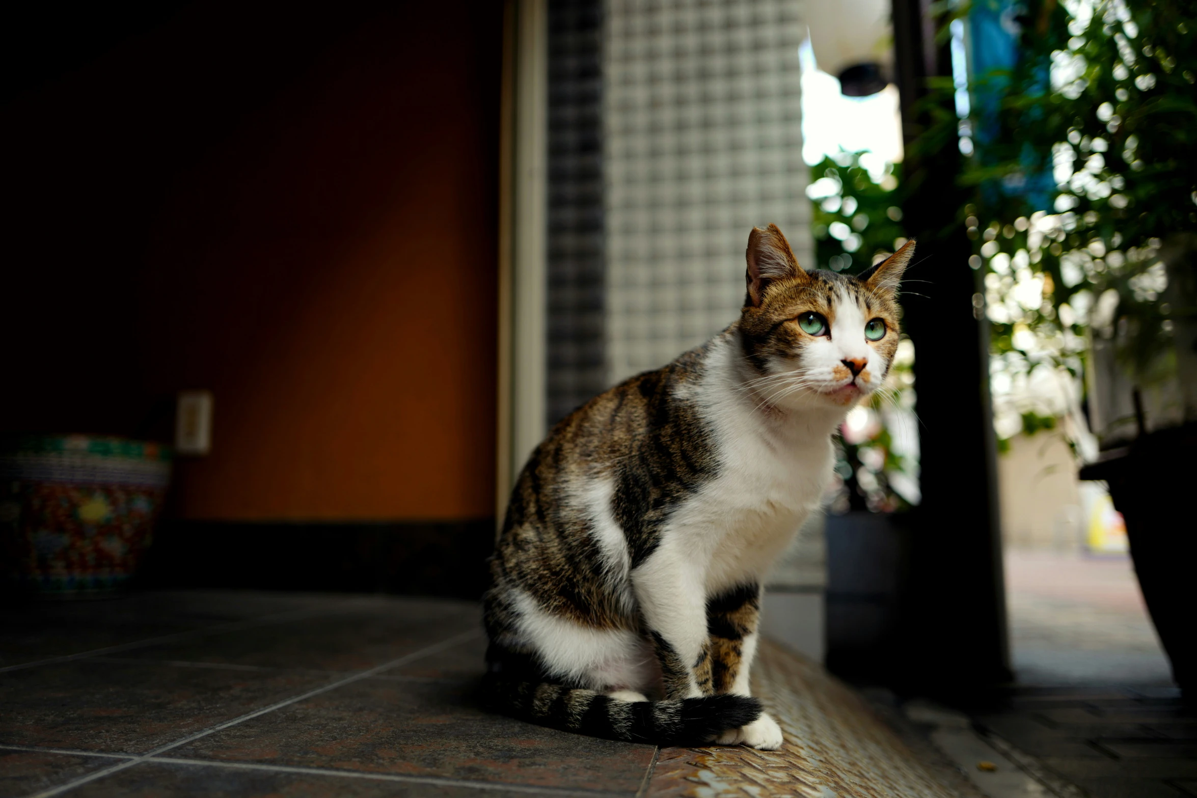 cat sitting on tiled floor next to potted plants