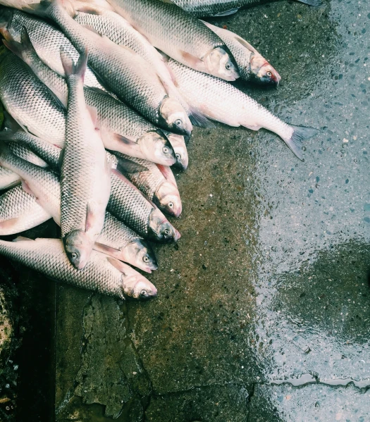 a bunch of dead fish laid out in the middle of the ground