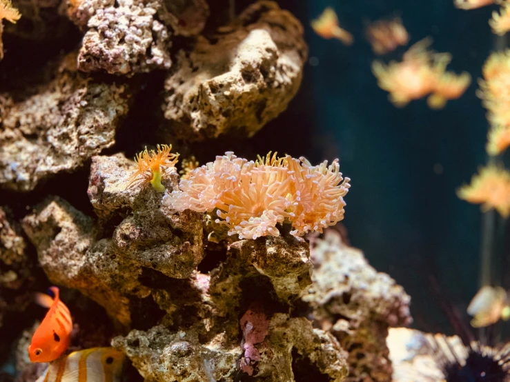 two different types of fish in an aquarium