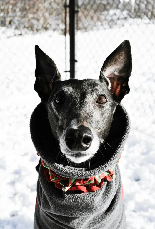 a dog wearing a coat in the snow