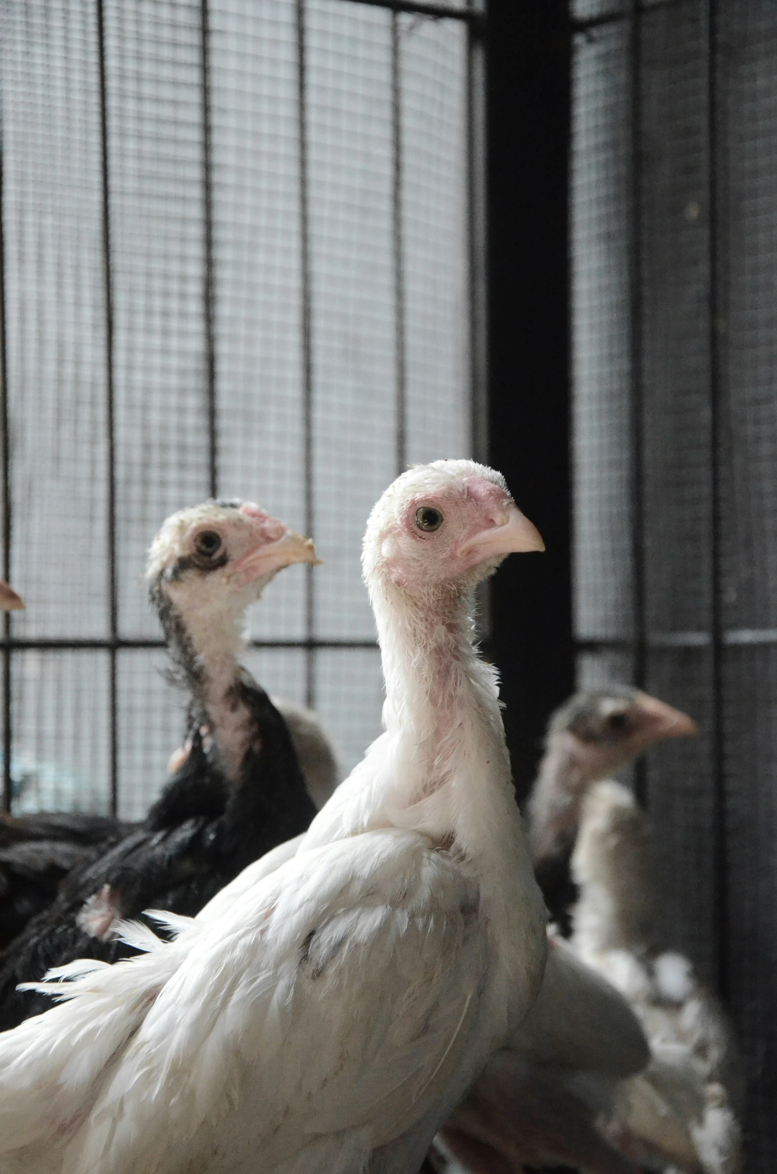 many birds are standing in an enclosure