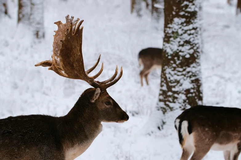 deer and elk on a snowy day with trees and snow