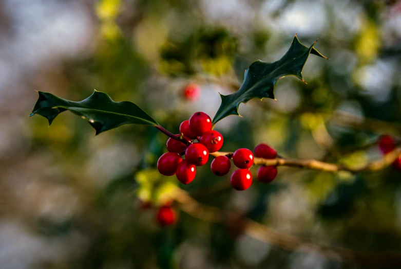 red berries with leaves on a stem