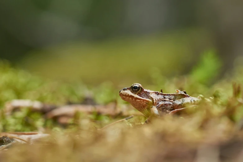 a frog is sitting on the ground surrounded by leaves