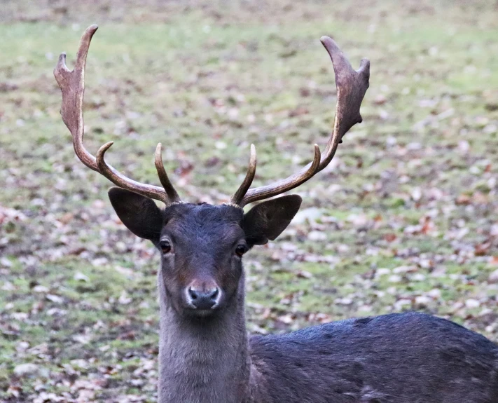 a buck that is standing in the grass