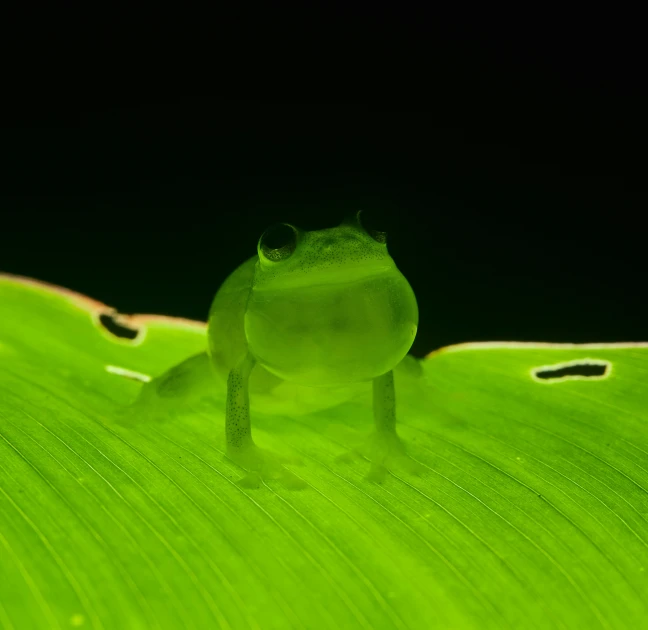 a close up of a green frog on a leaf