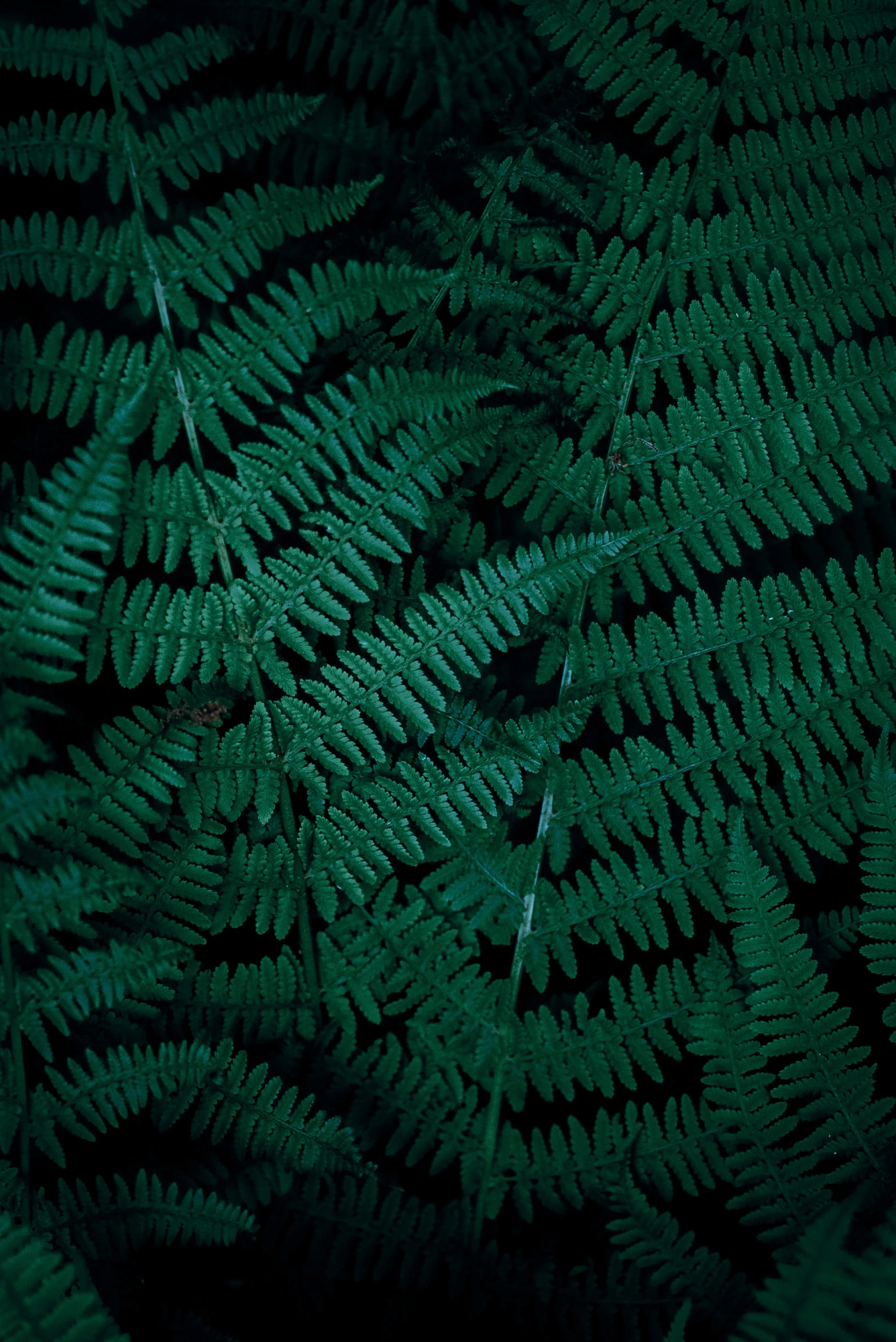 dark green leafy plants are seen close up