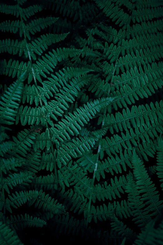 dark green leafy plants are seen close up