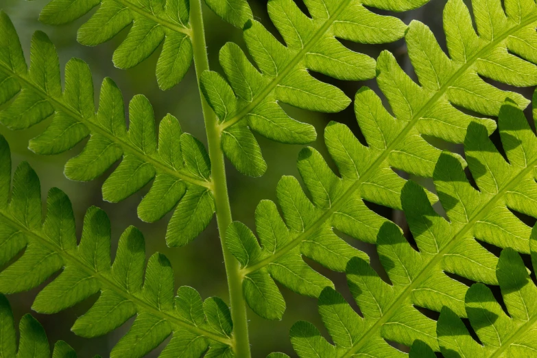 a fern leaf is growing in the sunlight