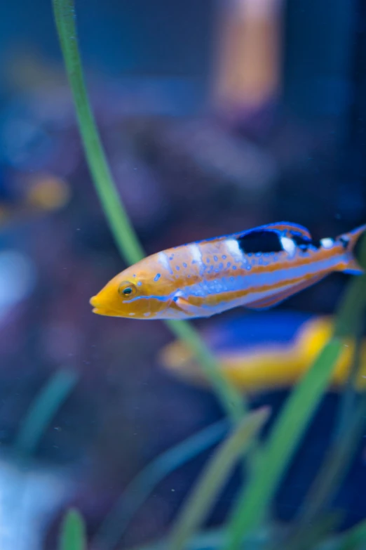 small fish in a small aquarium with green plants