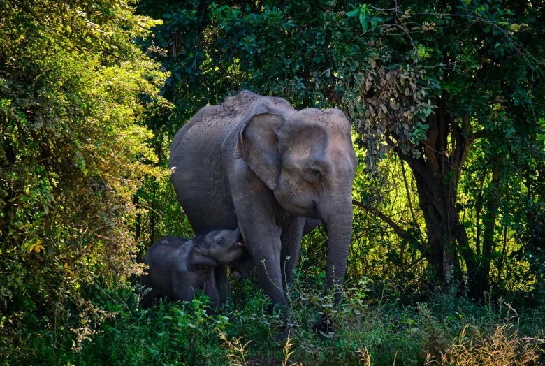 a large elephant walking through the jungle with a young elephant