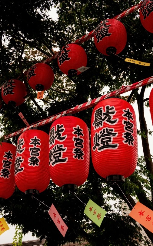 asian lanterns in the shape of chinese characters are hanging below a tree