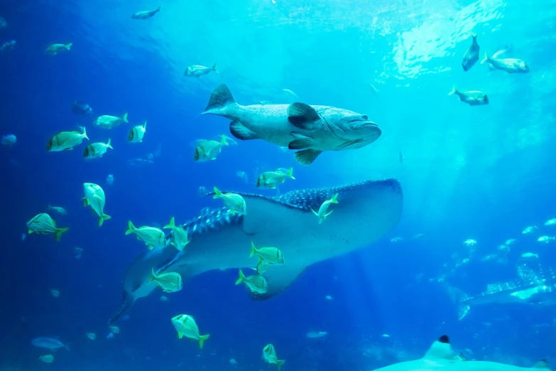 the underwater view shows a large shark surrounded by smaller fish