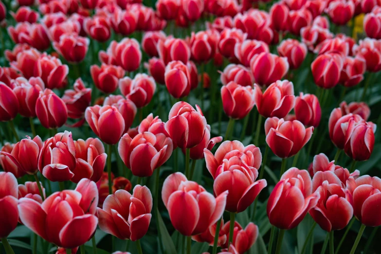 many pink tulips that are in a field