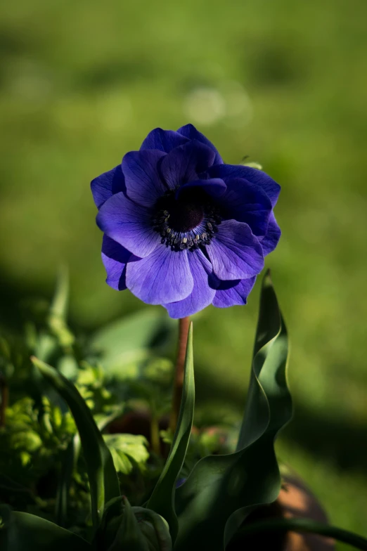 a purple flower blooming in a pot