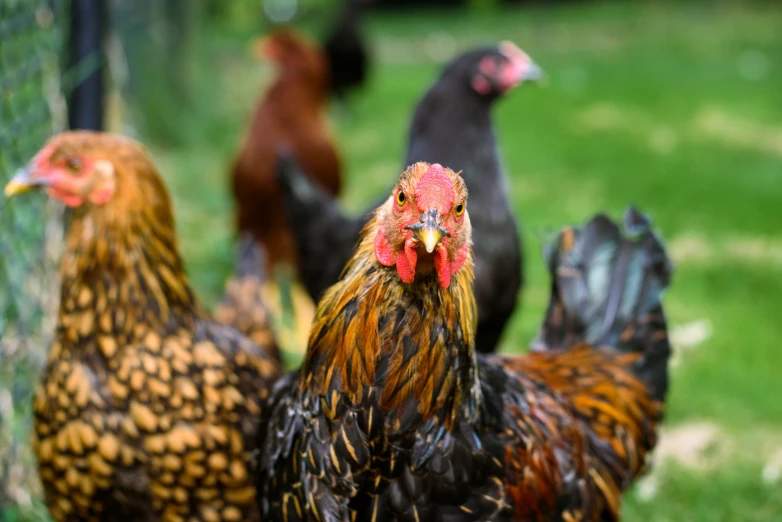 a group of chickens in a field next to each other