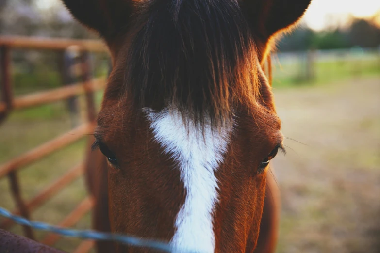 the horse's head is next to the metal fence