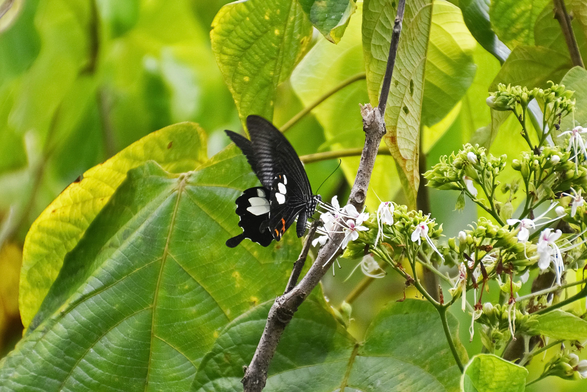 a erfly sits on the nches of a tree