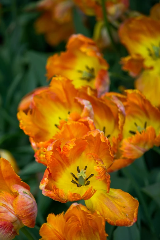 the orange and yellow flowers are in bloom